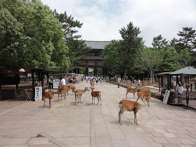 Deer roaming on the approach to Todai-ji Temple