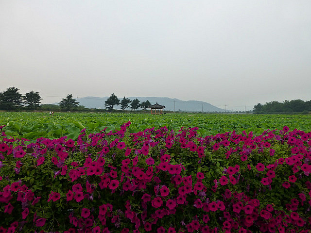 Beautiful Gyeongju