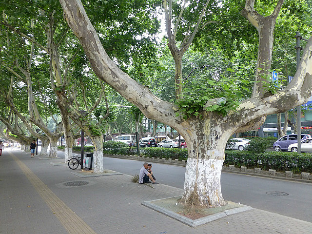Wide, leafy boulevards 
