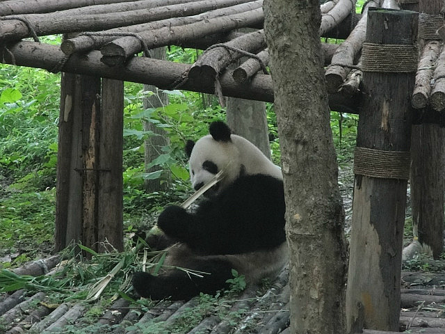 Giant Panda