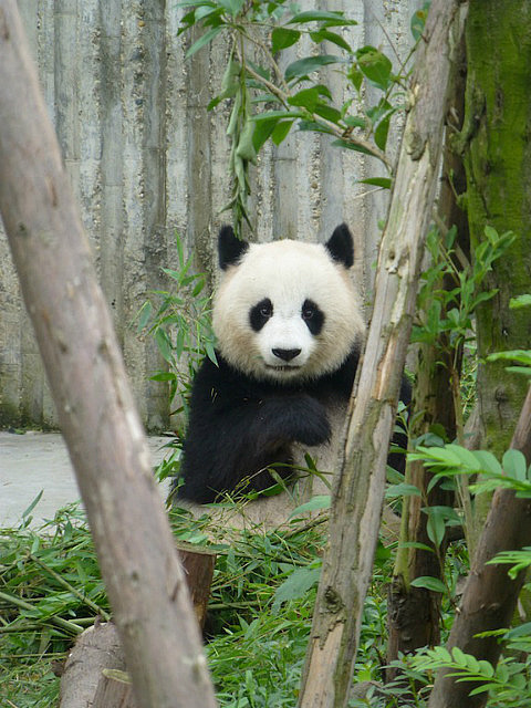 Giant Panda at Panda Breeding Research Center