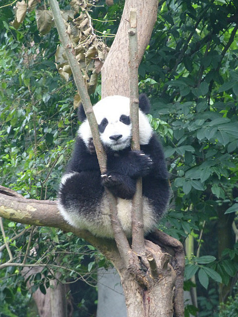 I am comfortable staying up here