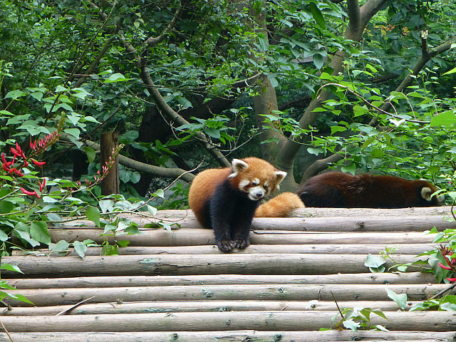 Red Panda with long, bushy tail