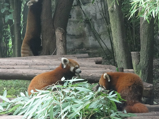 Red Pandas