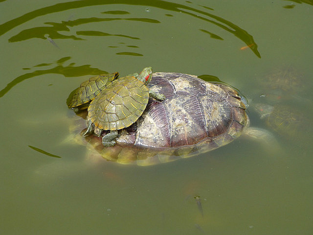 Turtles at Yaotang Temple