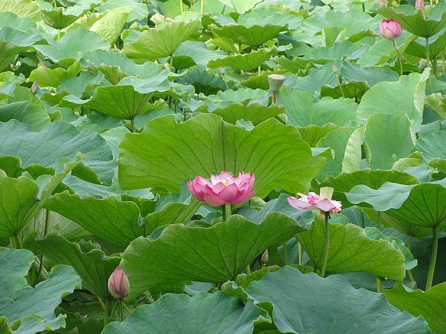 Water lily - Green Lake Park