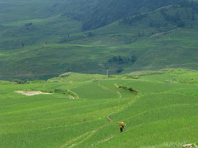 Yuanyang Rice Terraces