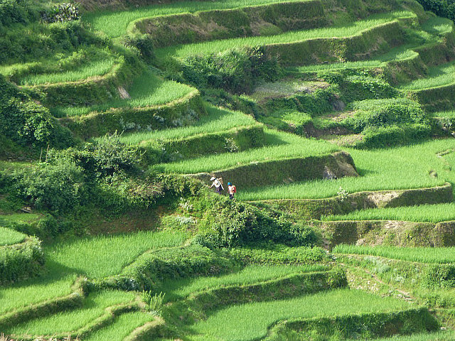 Yuanyang Rice Terraces