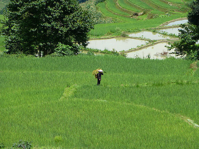 Yuanyang Rice Terraces