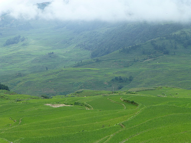 Yuanyang Rice Terraces