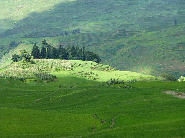 Yuanyang Rice Terraces