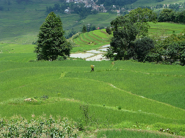 Yuanyang Rice Terraces