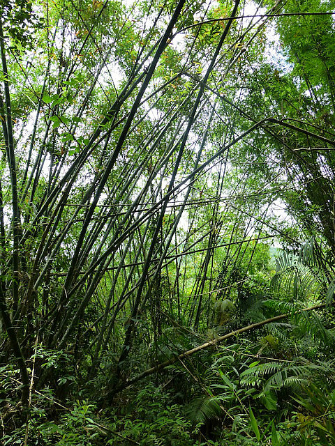 Bamboo thicket