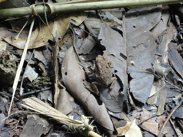 Frog on the forest floor