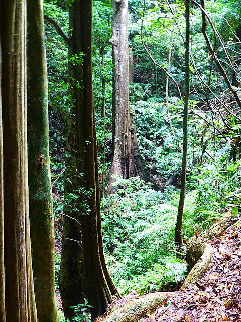 Giant trees at Nam Ha NPA
