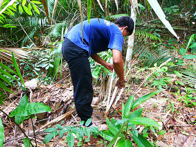 Trek guide 'peeling' rattan to extract the core