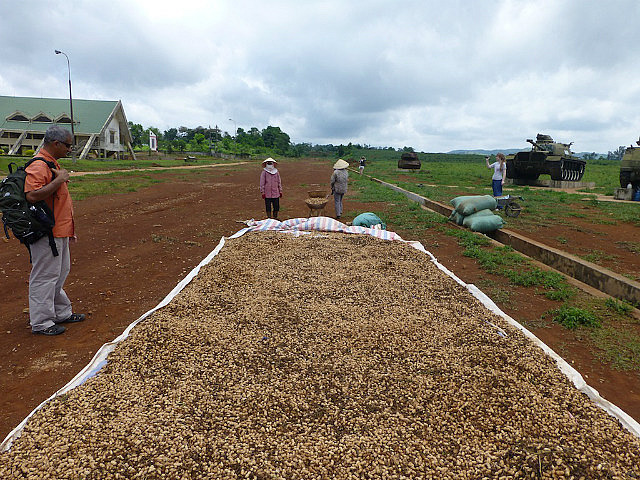 Peanuts being dried on runway today, Khe Sanh Base