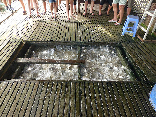 Fish farm feeding frenzy