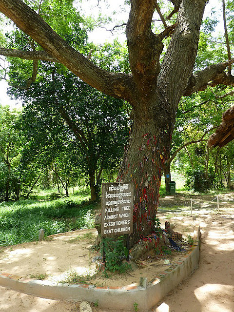Tree against which babies were hurled