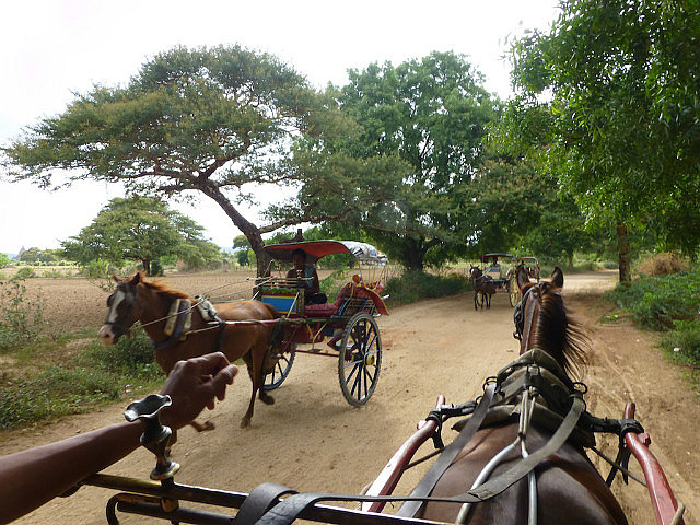 Horsecart frenzy to keep tourists happy