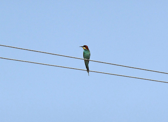 Bird watching in No Man's Land