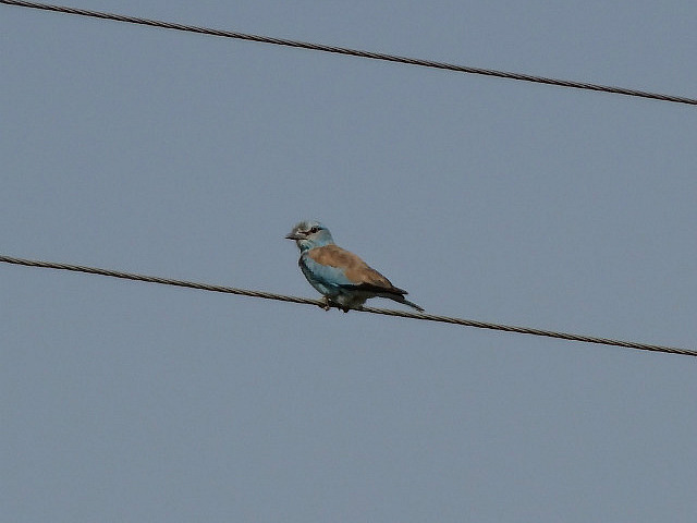 Bird watching in No Man's Land