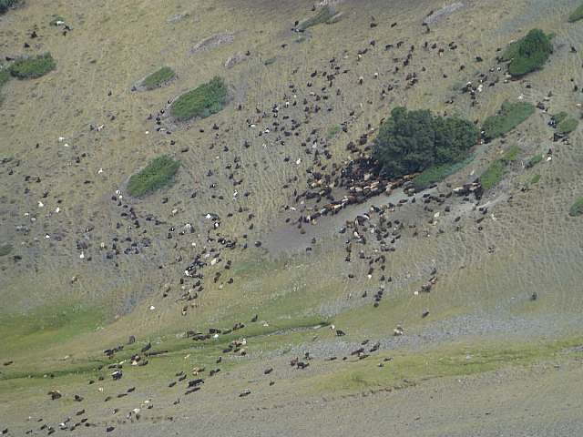Goats grazing down in the canyon