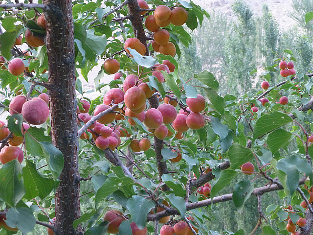 Apricots laden branches in Jumaboi's garden