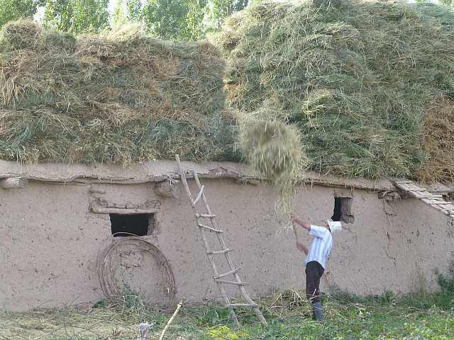 Piling bales of hay for winter