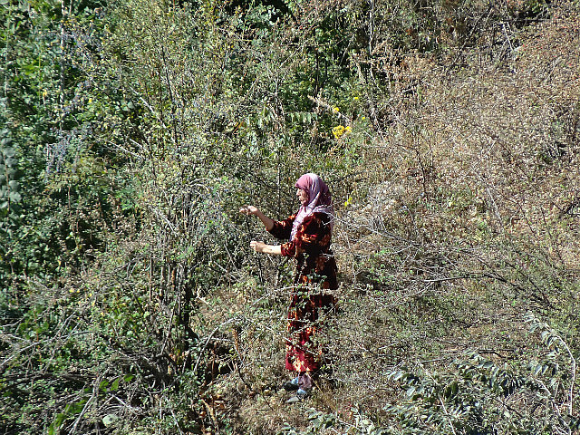 Woman picking fruits