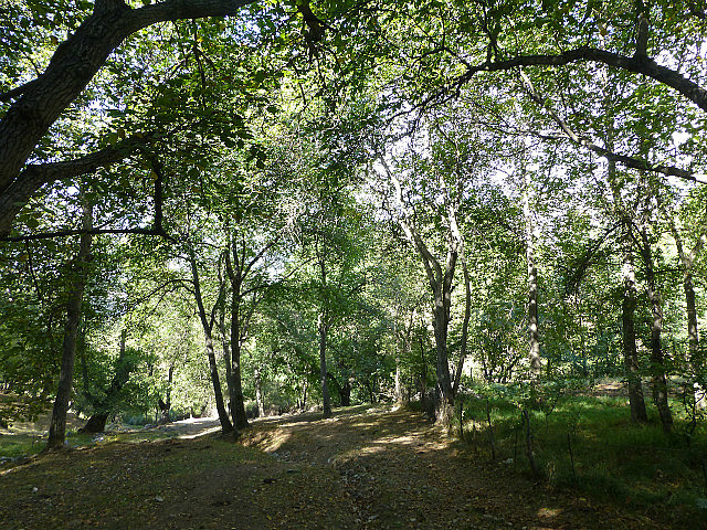 Walnut grove