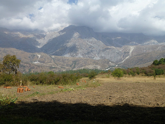 Potato farming