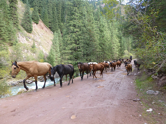 Horses on the trail