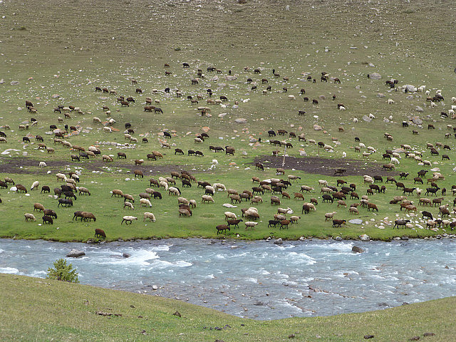 Grazing sheep