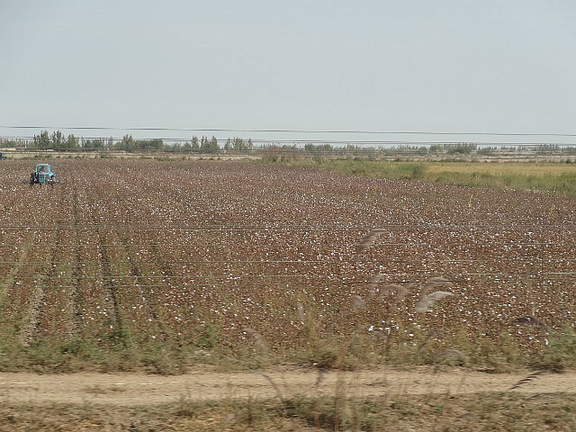 Desert transformed into cotton fields