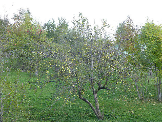 Apple tree laden with fruit