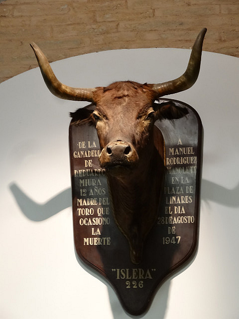 Head of a prized bull displayed at the museum