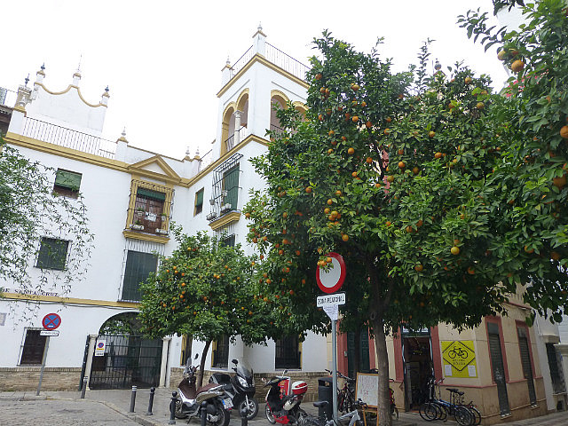 Orange tree line every street & square in Seville