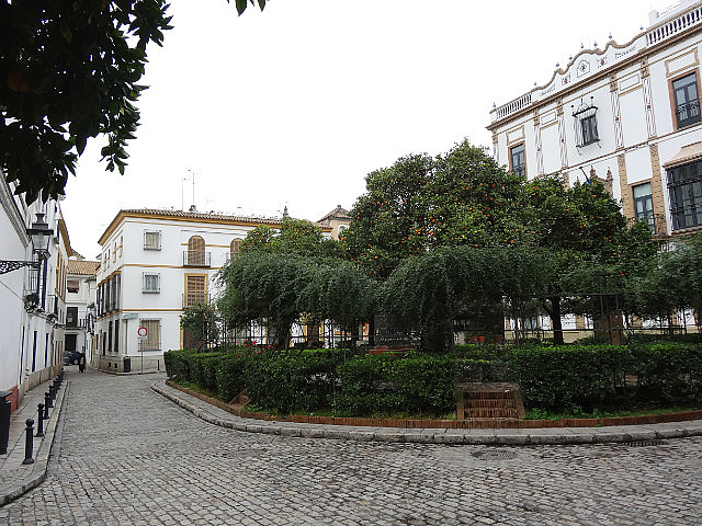 Orange tree, Barrio de Santa Cruz