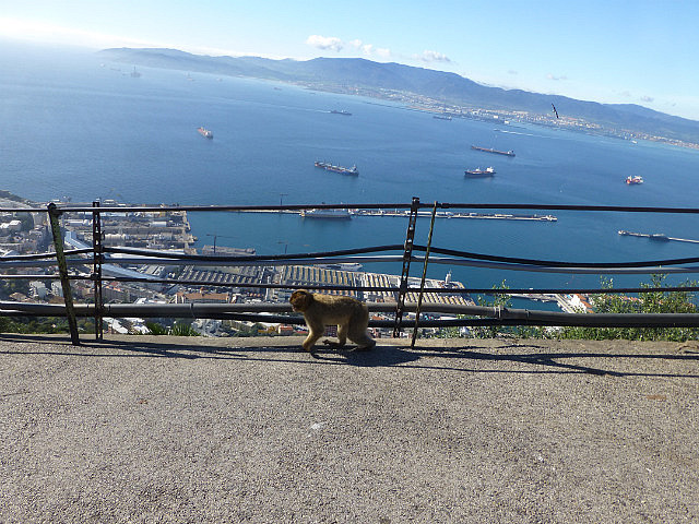 The apes rule up here