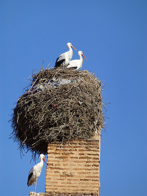 Stork nest on ramparts of Baadi Palace