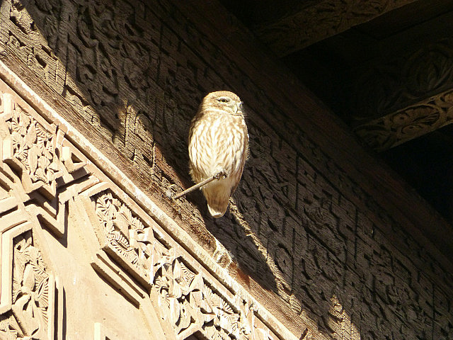 Owl on rafters at Saadian Tombs