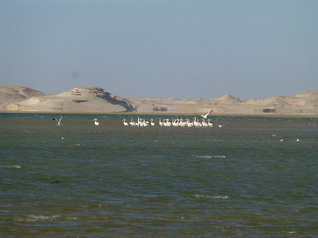 Pelicans at Baie d'Etoile