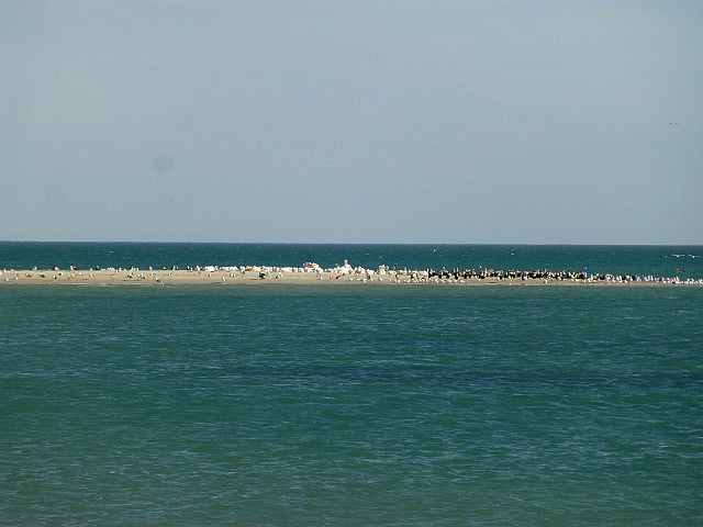 Birds at Baie d'Etoile