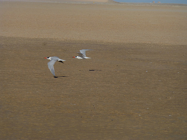 Caspian Terns - Baie d'Etoile