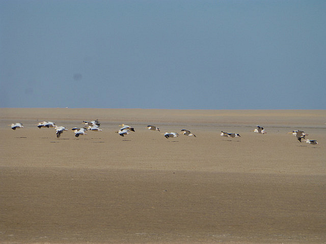 Pelicans taking off