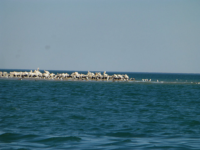 Pelicans and Terns at Baie d'Etoile