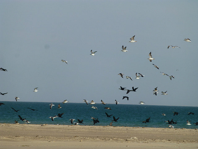 Terns, cormorants, gulls - Baie d'Etoile
