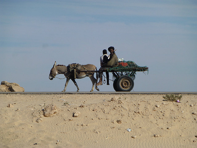 Donkey cart near the railway line
