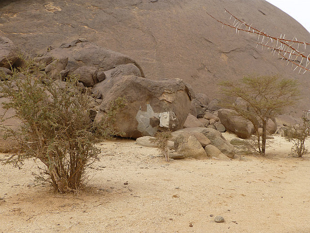 Thorn trees near Ben Amera